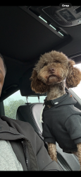 Lost Male Dog last seen Chow, Douglasville, GA 30135