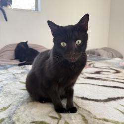 Lost Male Cat last seen SE 1st Pl and SE 2nd St, Boynton Beach, FL 33435