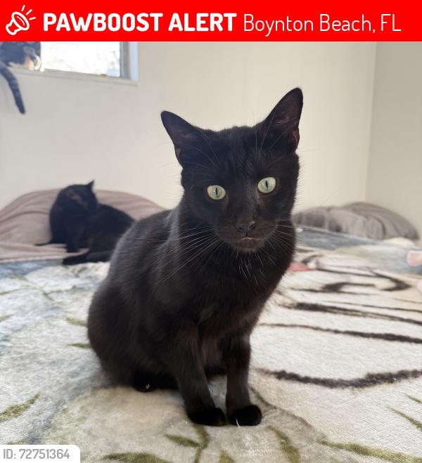 Lost Male Cat last seen SE 1st Pl and SE 2nd St, Boynton Beach, FL 33435