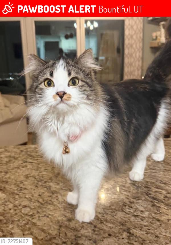 Lost Female Cat last seen Chelsea Drive , Bountiful, UT 84010