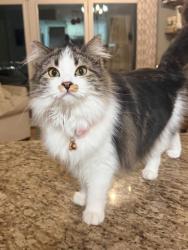 Lost Female Cat last seen Chelsea Drive , Bountiful, UT 84010