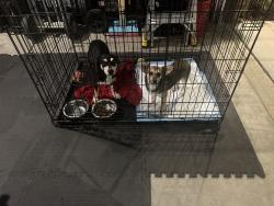 Found/Stray Male Dog last seen Little league park, San Bernardino, CA 92407