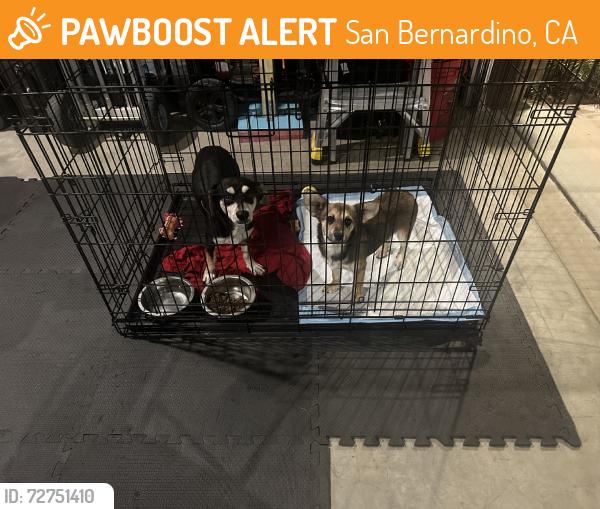Found/Stray Male Dog last seen Little league park, San Bernardino, CA 92407