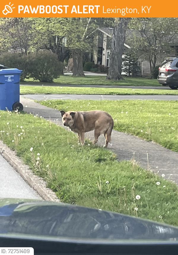 Found/Stray Unknown Dog last seen Athenia Dr and Fallon Dr, Lexington, KY 40504