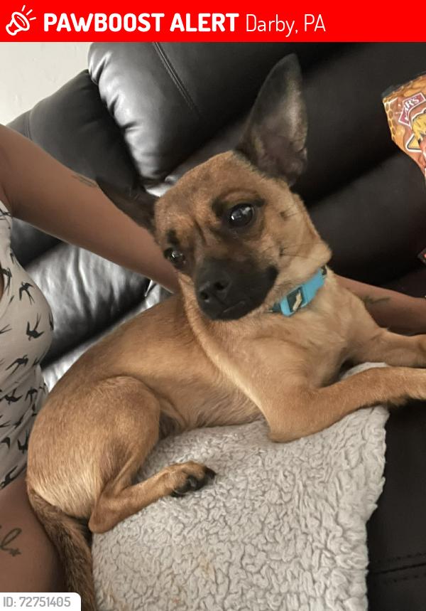 Lost Female Dog last seen Ridge ave and main st darby 19023, Darby, PA 19023