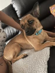Lost Female Dog last seen Ridge ave and main st darby 19023, Darby, PA 19023