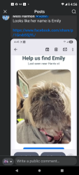 Found/Stray Female Dog last seen Harris st, Nashville, TN 37115