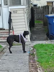 Found/Stray Female Dog last seen Pharis lewis, Syracuse, NY 13204