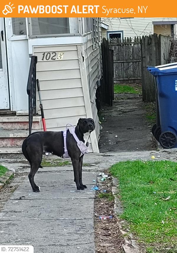 Found/Stray Female Dog last seen Pharis lewis, Syracuse, NY 13204