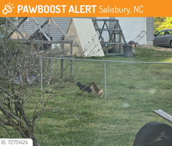 Found/Stray Unknown Dog last seen Playing with local dogs off Tower Drive, Salisbury, NC 28146