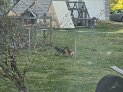 Found/Stray Unknown Dog last seen Playing with local dogs off Tower Drive, Salisbury, NC 28146