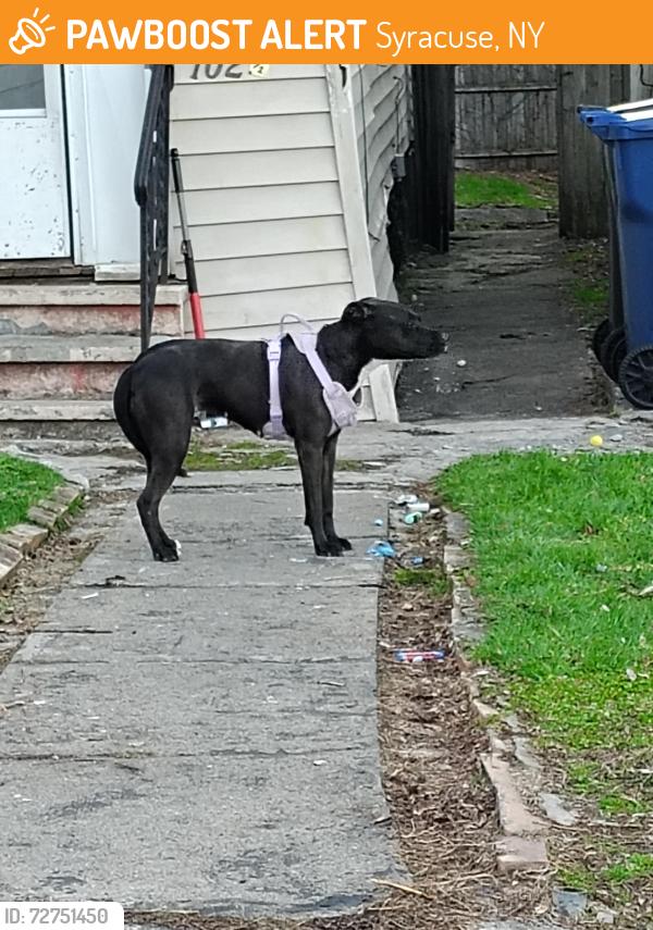 Found/Stray Female Dog last seen Lewis st, Syracuse, NY 13204