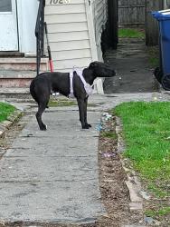 Found/Stray Female Dog last seen Lewis st, Syracuse, NY 13204