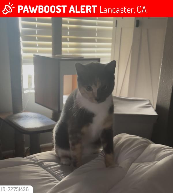 Lost Female Cat last seen Gadsden Ave, Lancaster, CA 93534