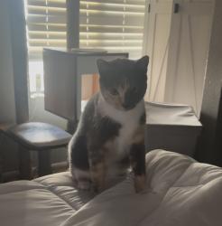 Lost Female Cat last seen Gadsden Ave, Lancaster, CA 93534