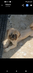 Found/Stray Female Dog last seen Harris st, Nashville, TN 37115
