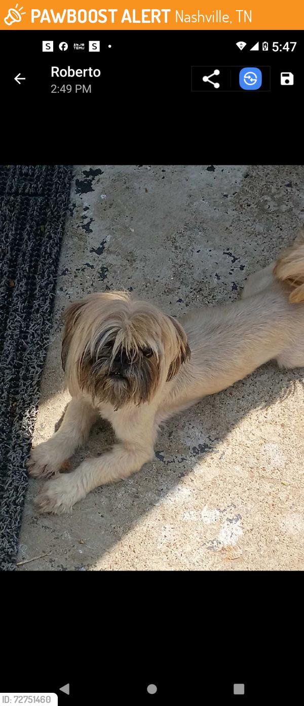 Found/Stray Female Dog last seen Harris st, Nashville, TN 37115