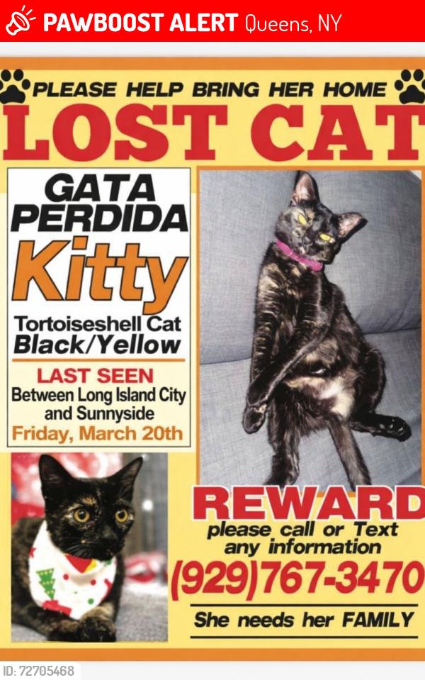 Lost Female Cat last seen Sunnyside 42-15 43 ave , Queens, NY 11104