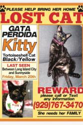 Lost Female Cat last seen Sunnyside 42-15 43 ave , Queens, NY 11104