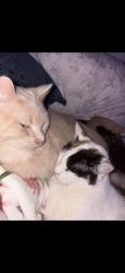 Lost Male Cat last seen Jennings, Akron, OH 44310