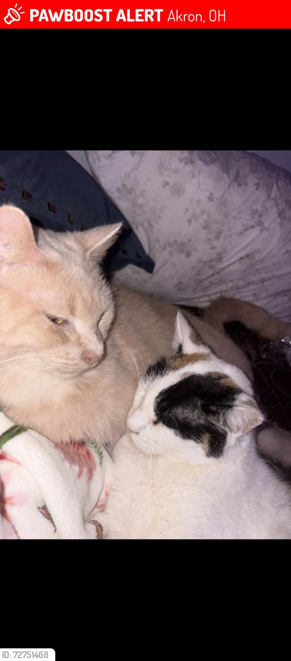 Lost Male Cat last seen Jennings, Akron, OH 44310