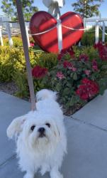 Lost Female Dog last seen Pacific Ave/Herman Ave, San Bruno, CA 94066