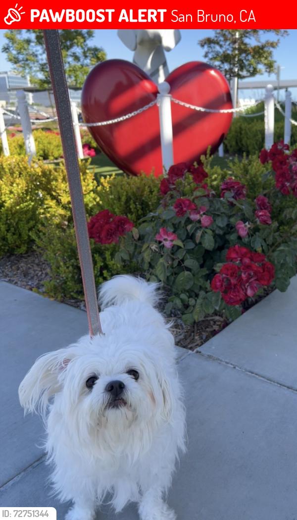 Lost Female Dog last seen Pacific Ave/Herman Ave, San Bruno, CA 94066