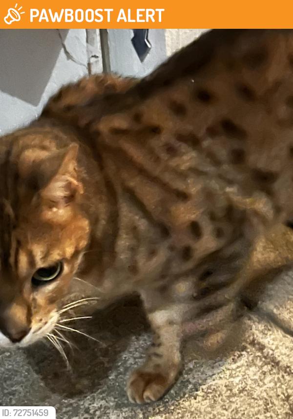 Found/Stray Male Cat last seen Beach blvd & Yorktown Ave Huntington Beach, Huntington Beach, CA 92648