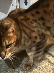 Found/Stray Male Cat last seen Beach blvd & Yorktown Ave Huntington Beach, Huntington Beach, CA 92648