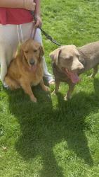 Found/Stray Male Dog last seen Ellens Ferry and N Yorgason, Boise, ID 83703