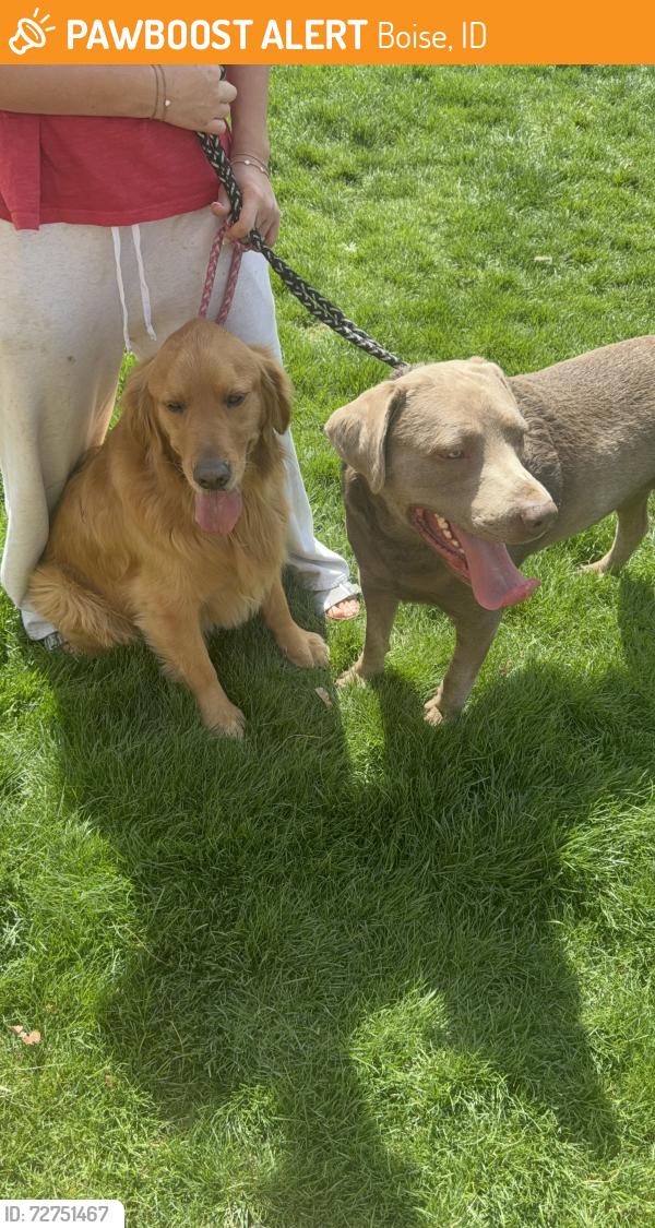 Found/Stray Male Dog last seen Ellens Ferry and N Yorgason, Boise, ID 83703