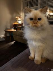 Lost Female Cat last seen Port Royal Road, Spring Hill, TN 37174