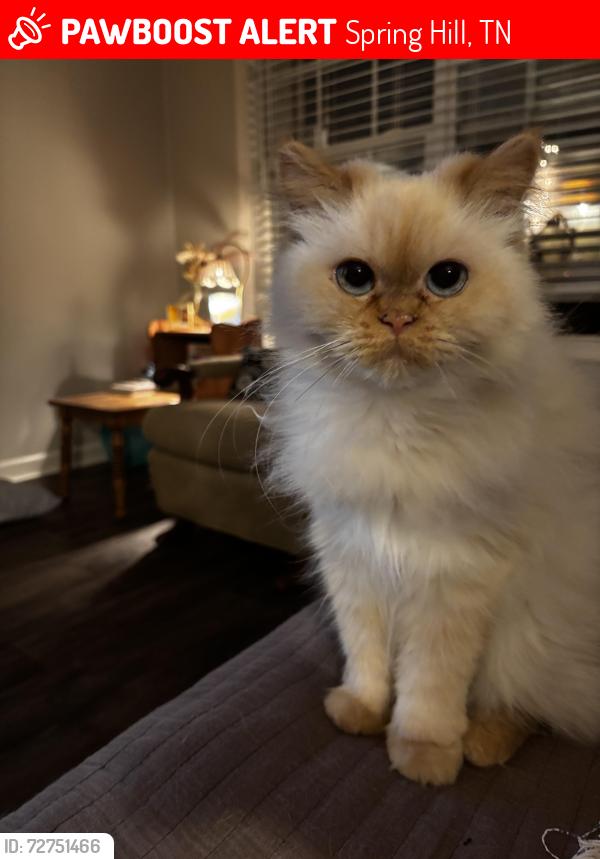 Lost Female Cat last seen Port Royal Road, Spring Hill, TN 37174