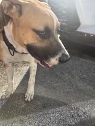 Found/Stray Male Dog last seen HEB, San Antonio, TX 78202
