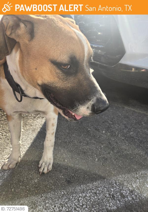 Found/Stray Male Dog last seen HEB, San Antonio, TX 78202