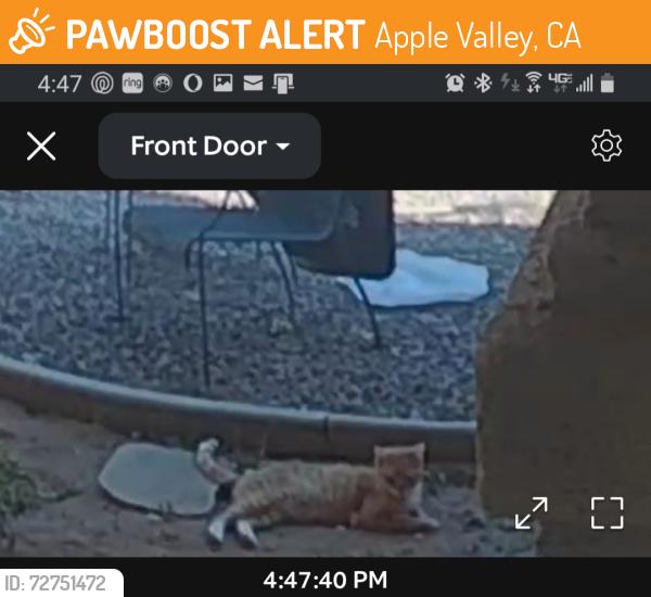 Found/Stray Unknown Cat last seen Laguna rd., Apple Valley, CA 92308