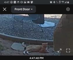 Found/Stray Unknown Cat last seen Laguna rd., Apple Valley, CA 92308