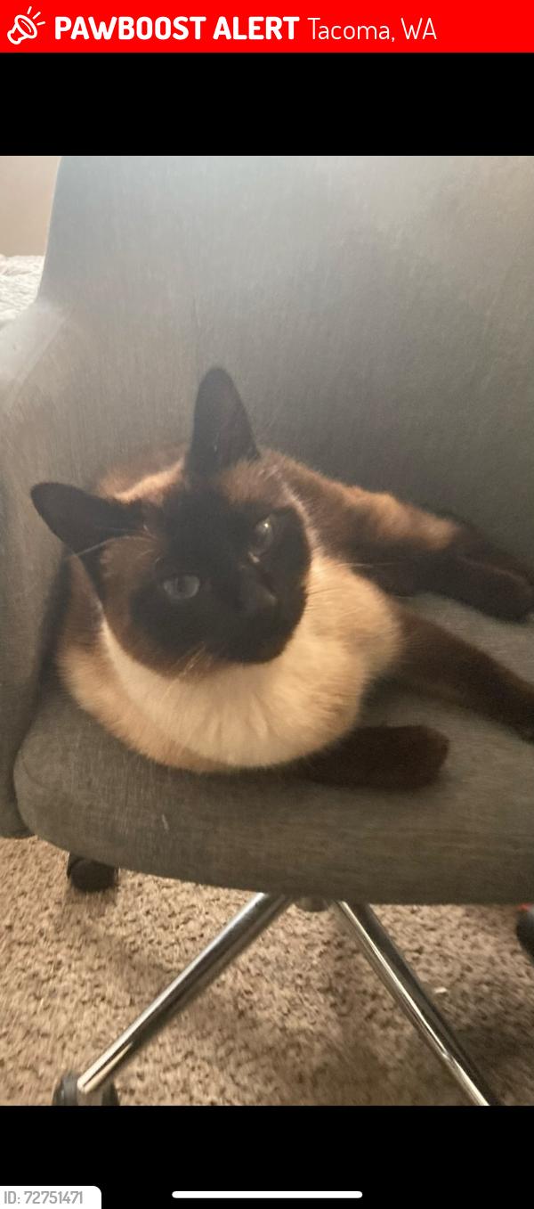 Lost Male Cat last seen East R Street, Tacoma, WA 98404