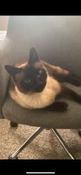 Lost Male Cat last seen East R Street, Tacoma, WA 98404
