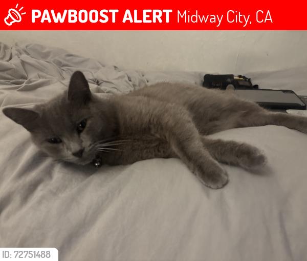 Lost Female Cat last seen Near Jackson St and Beach Blvd, Midway City, CA 92655