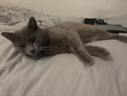 Lost Female Cat last seen Near Jackson St and Beach Blvd, Midway City, CA 92655
