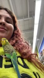 Lost Male Bird last seen Dakota and Vermont , Anaheim, CA 92805