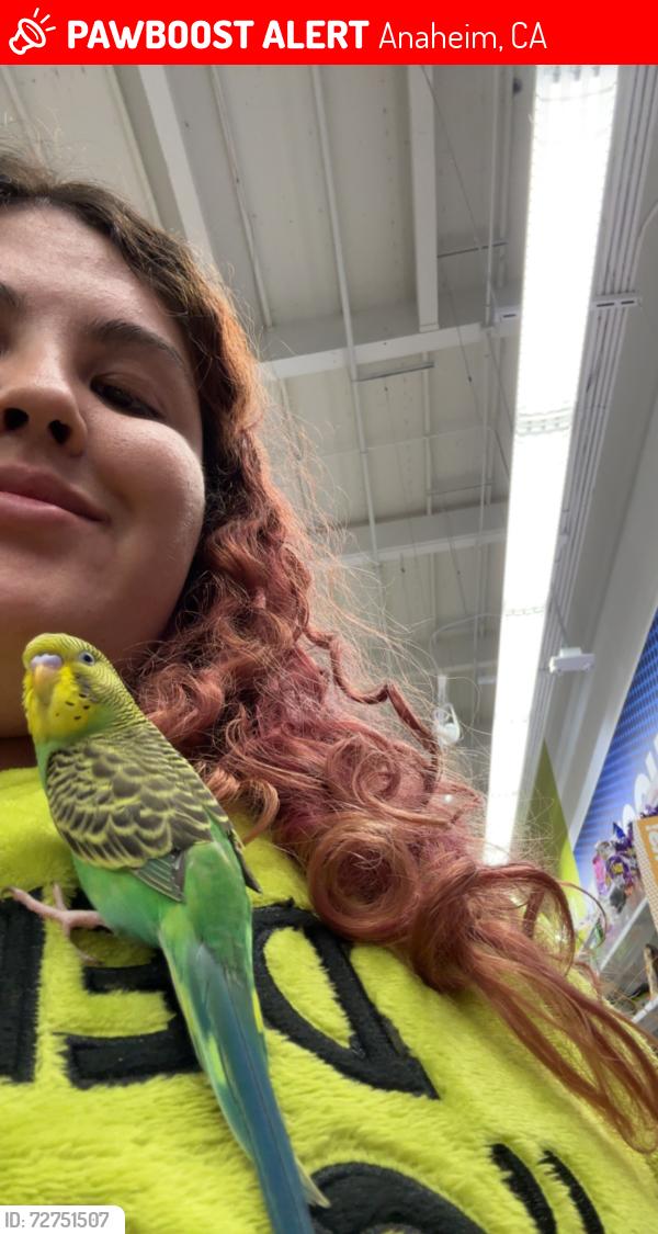 Lost Male Bird last seen Dakota and Vermont , Anaheim, CA 92805