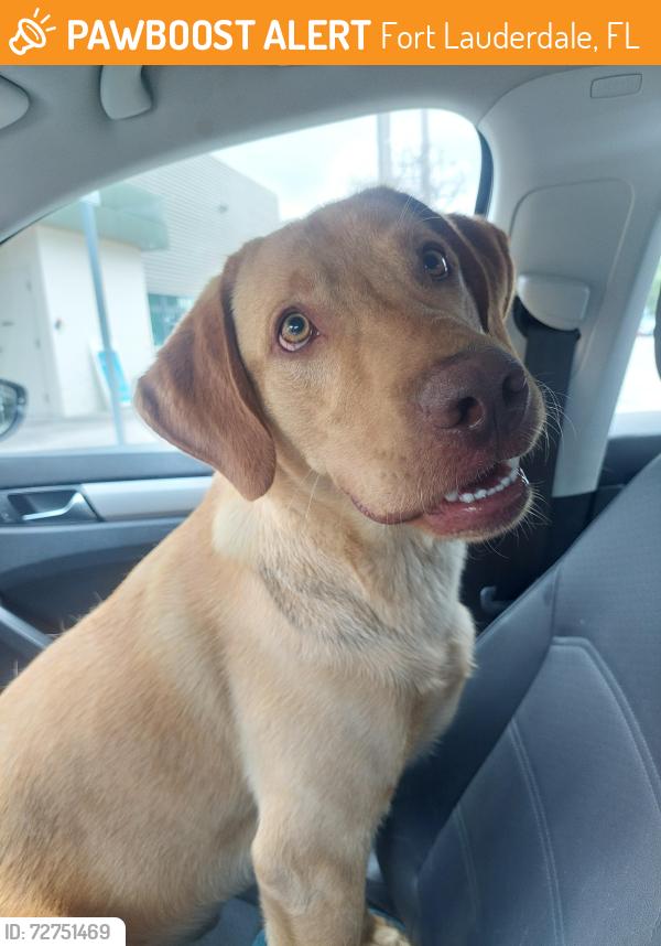 Found/Stray Male Dog last seen Broward county humane society, Fort Lauderdale, FL 33312