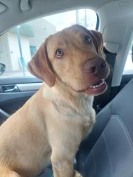 Found/Stray Male Dog last seen Broward county humane society, Fort Lauderdale, FL 33312