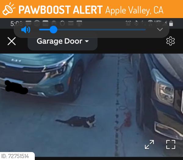 Found/Stray Unknown Cat last seen Laguna rd., Apple Valley, CA 92308