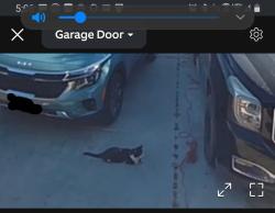 Found/Stray Unknown Cat last seen Laguna rd., Apple Valley, CA 92308