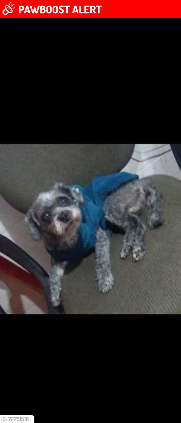 Lost Male Dog last seen Av São Paulo 1218 , Cidade São Jorge, SP 09111-410