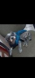 Lost Male Dog last seen Av São Paulo 1218 , Cidade São Jorge, SP 09111-410