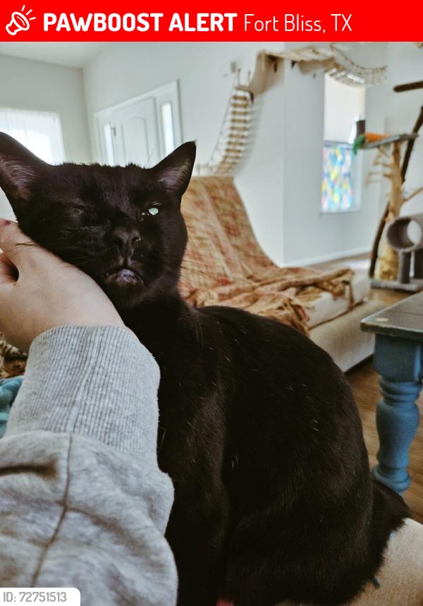 Lost Male Cat last seen Sgt Koehler Ct, Fort Bliss, TX 79906